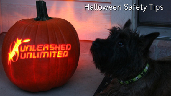 halloween safety tips for dogs