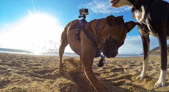 go pro fetch