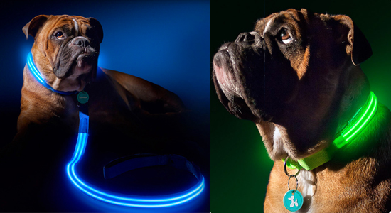 led dog leash
