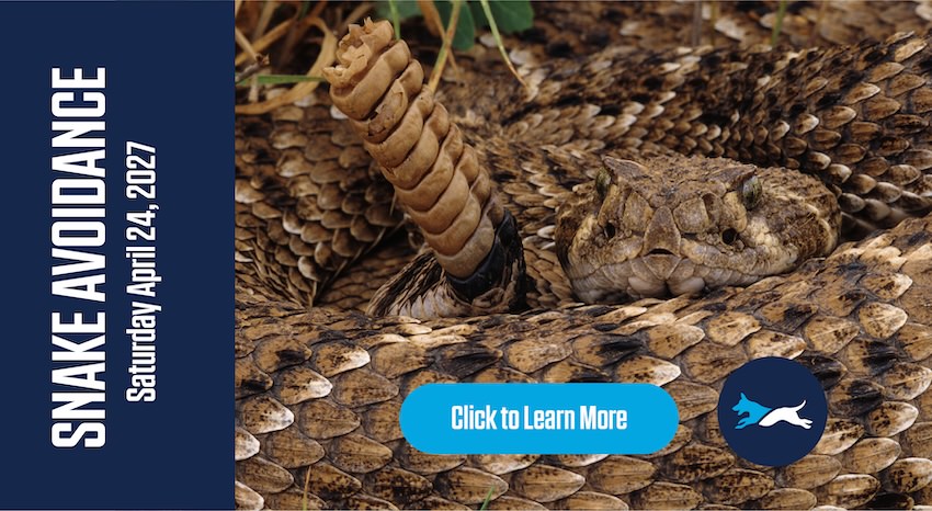 austin snake avoidance